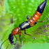 Upaya Pencegahan dan Penanggulangan Wabah Outbreak serangga Tomcat