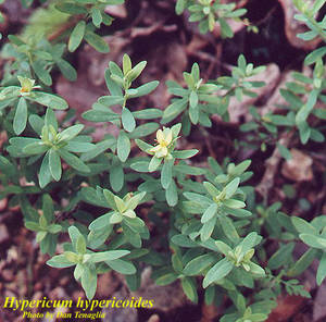 Clean Green Natives The Secrets Of A Beautiful Native Hedge