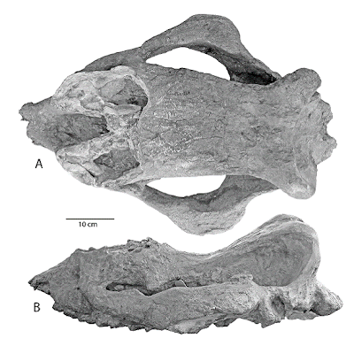 Protembolotherium skull