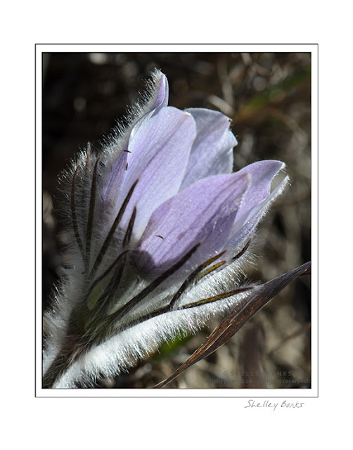 Prairie Crocus; copyright Shelley Banks, all rights reserved.