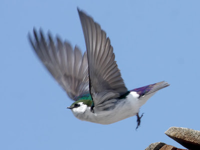 Violet-green Swallow 