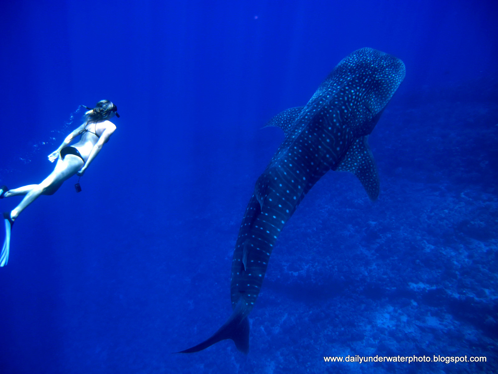 Daily Underwater Photo: Whale Shark Close Encounter