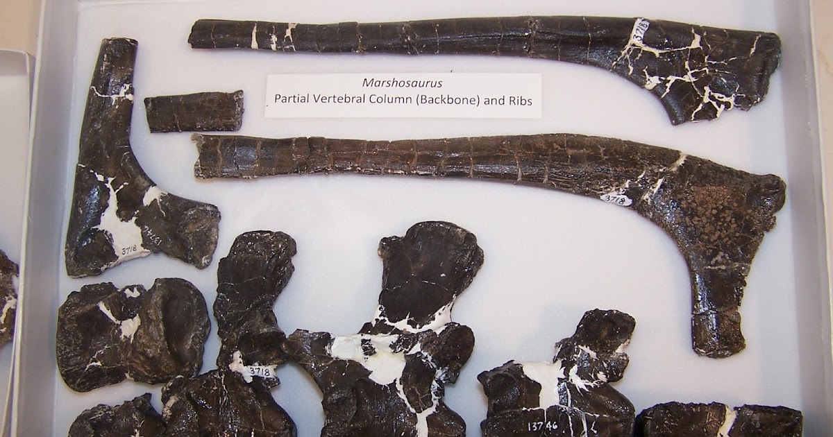 The Natural World Meet Marshosaurus, Morrison's Mysterious Meat Muncher!