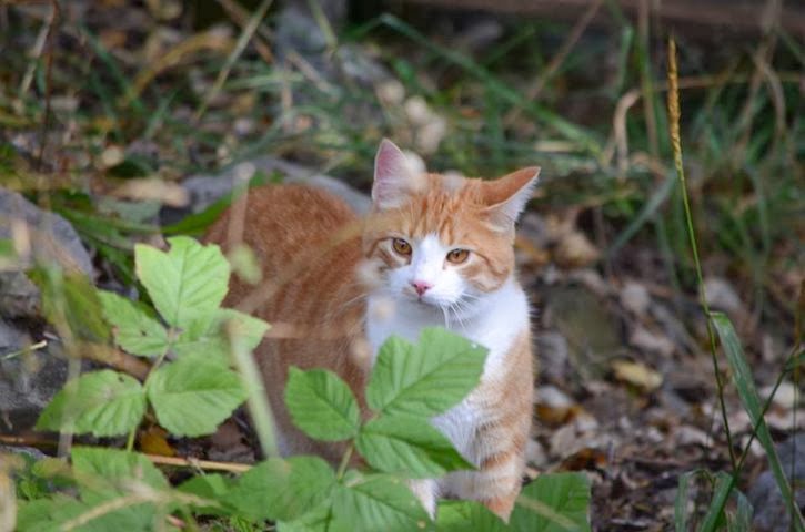 Voor altijd in onze gedachten.Onze lieve Gismo.