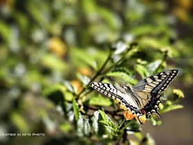 Butterfly, Papilio Machaon, Farfalla, Papilionidi, Foto Ischia