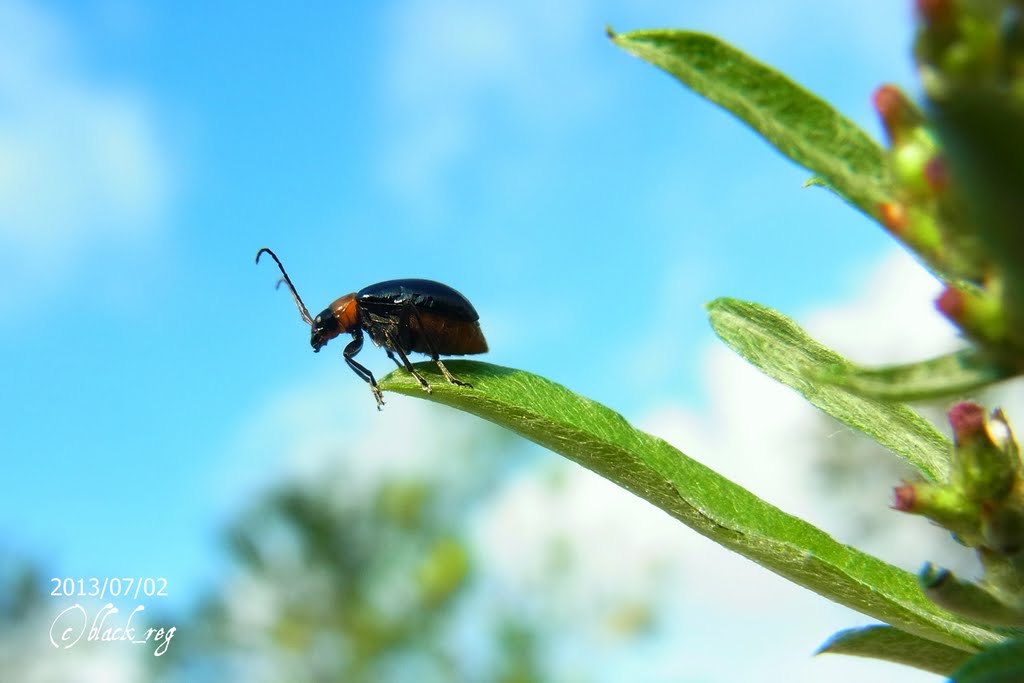 四季折々 散歩中のことども ウリハムシモドキ