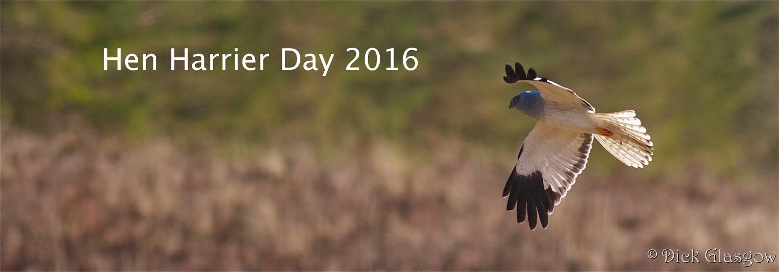 Male Hen Harrier