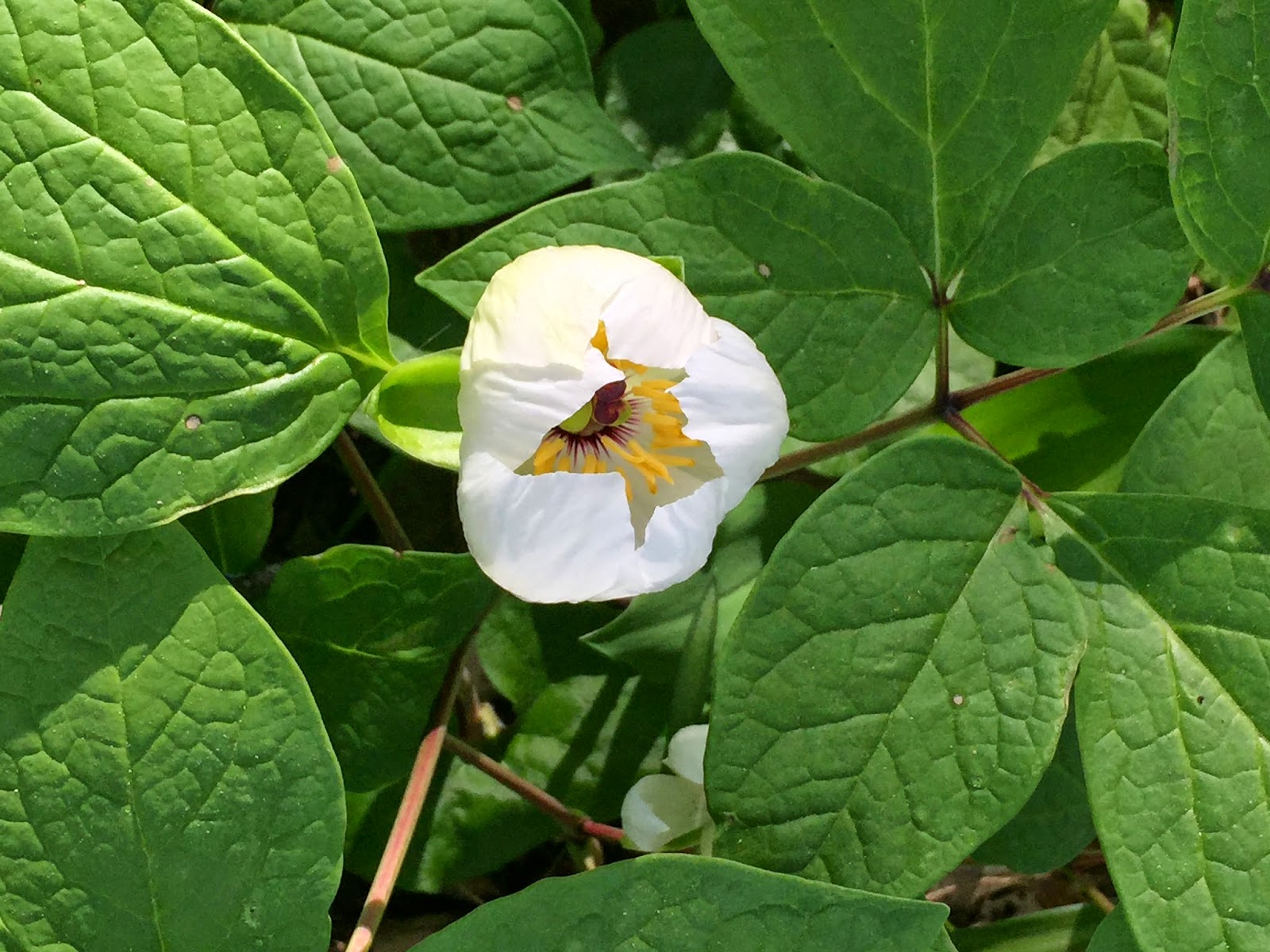 Delayed Drizzle Rotary Botanical Gardens