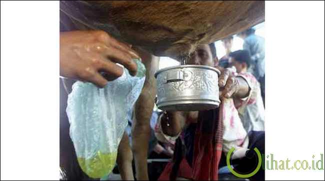 Air seni sapi Air seni sapi