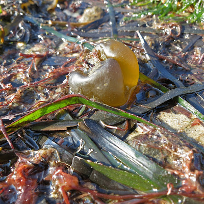 Oyster Thief (Colpomenia peregrina) on beach with bits of other seaweed