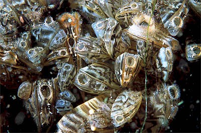 zebra mussels kill lake managing nutrients plant wikipedia dreissena polymorpha
