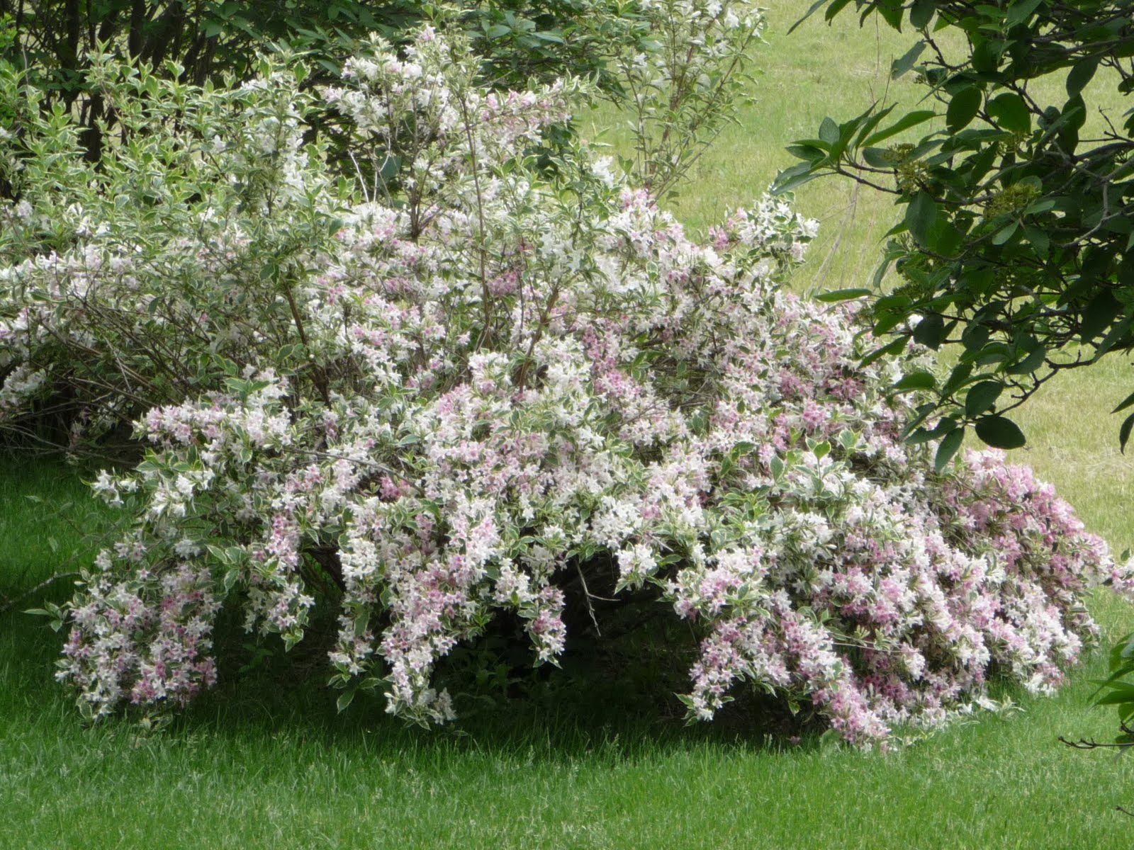 Gardening With Grace