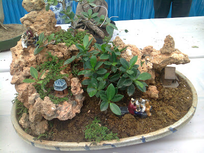 ficus bonsai plant ficus bonsai