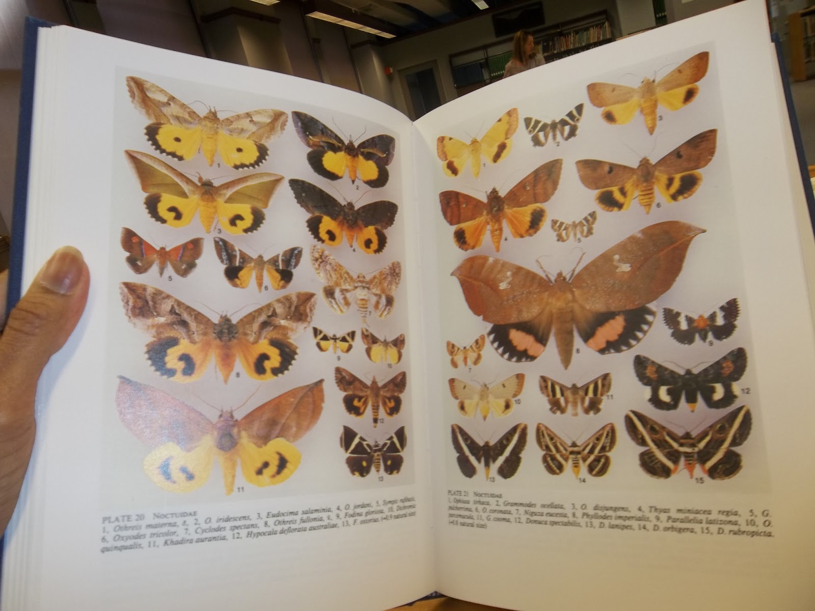 Common Moths Australia