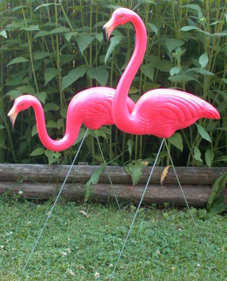 Pink Flamingo Photos