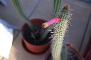 cleistocactus