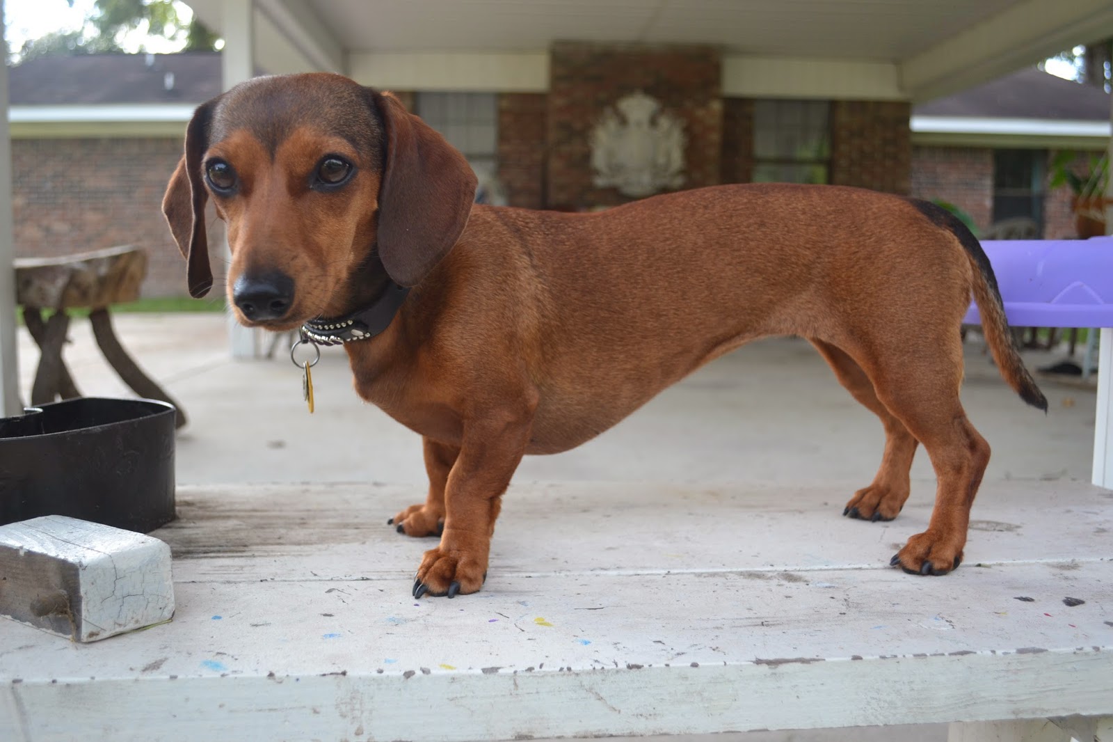 skinny dachshund