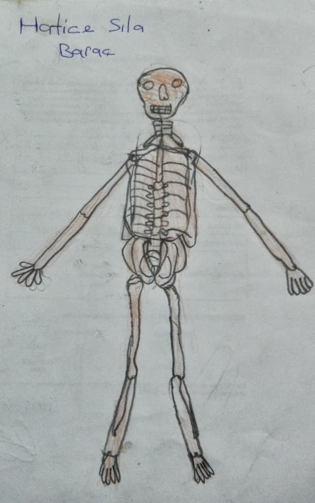 Polat Hoca Fen Bilgisi Ogrencilerimden Iskelet Cizimleri