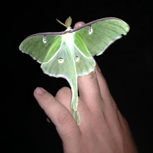 A Luna Moth...
