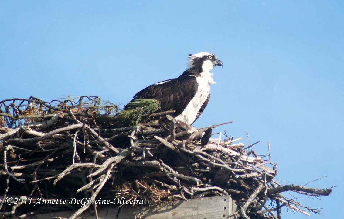 A Flurry of Feathers Osprey Return To Long Island