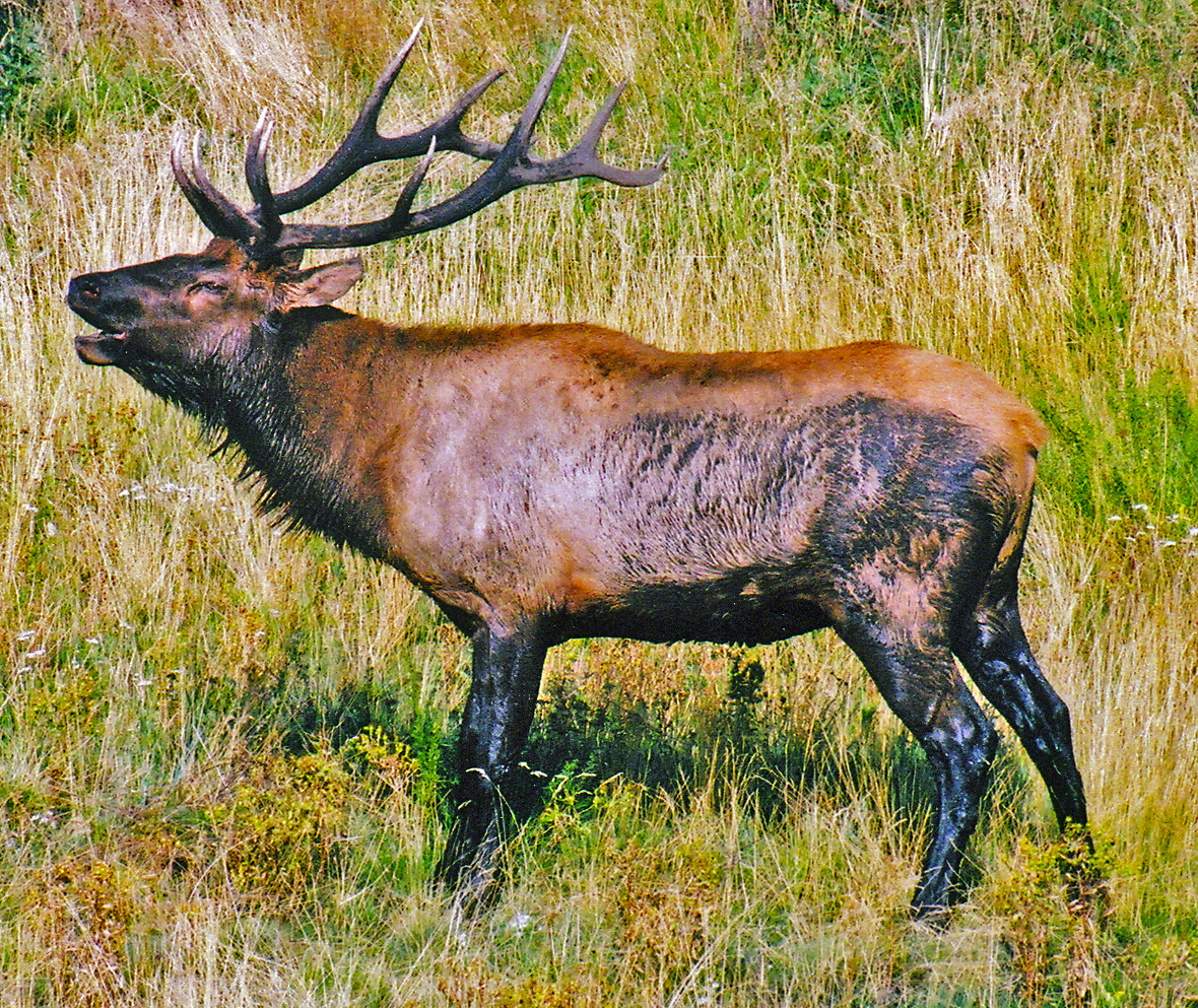 Impression Evergreen Elk A Symbol of Evergreen