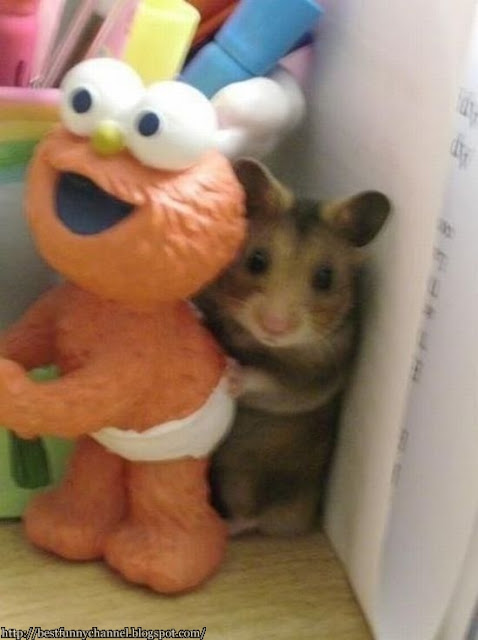 Funny hamster 