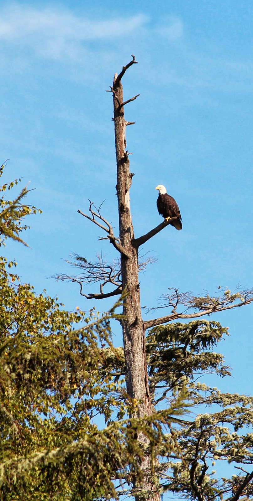 The Murray Chronicles : Bald Eagles in Clayoquot Sound