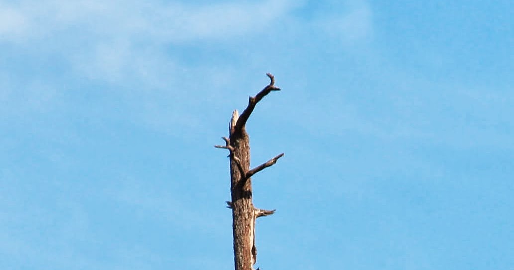 The Murray Chronicles : Bald Eagles in Clayoquot Sound