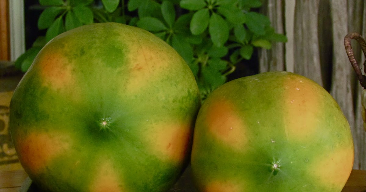 1784 Ripening Papayas