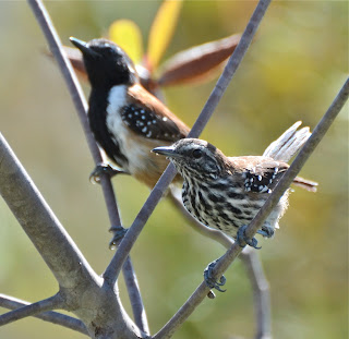 Sincorá or Rusty-Backed Antwren, Formicivora rufa or grantsaui