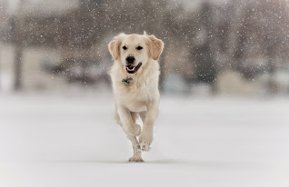 Dog running on the snow! How dog survive extreme cold weather