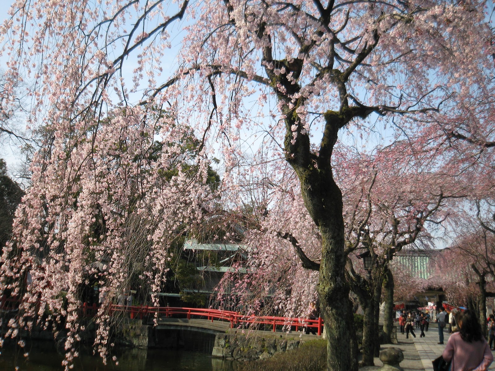 ビジネスホテル三島観光のblog 三島大社 桜が開花