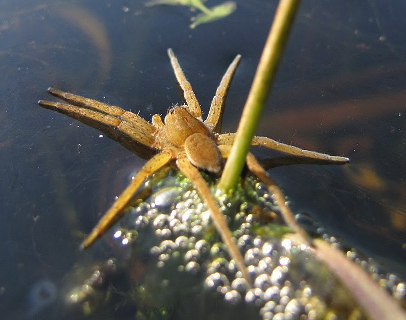The Lyons Share Facehugger