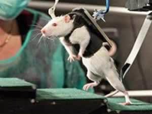 Парализованных крыс научили ходить Парализованных крыс научили ходить