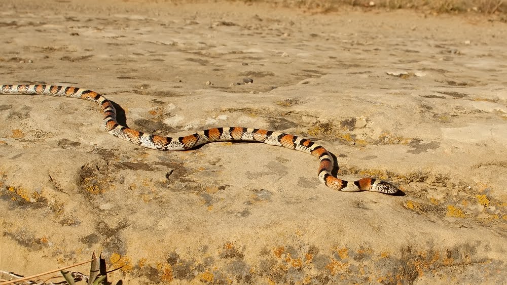 Prairie Ice Montana Milk Snake