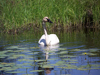 Trumpeter Swan