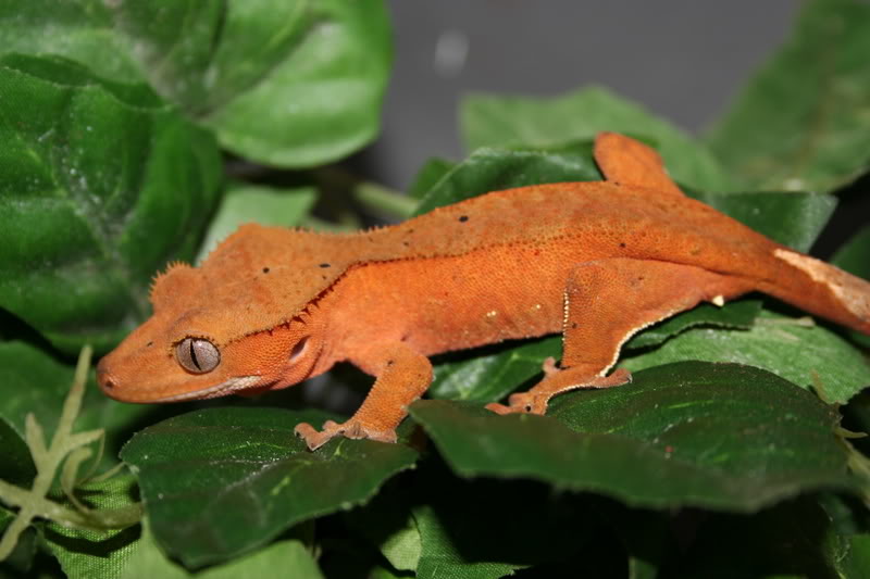 The Gecko Zone The Crested Gecko