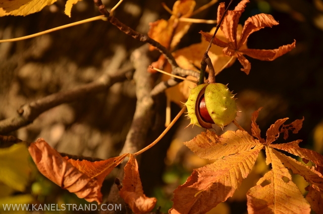 Cracket chestnut on the tree