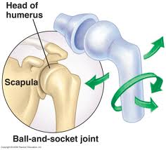 Image result for Ball â and â Socket Joint