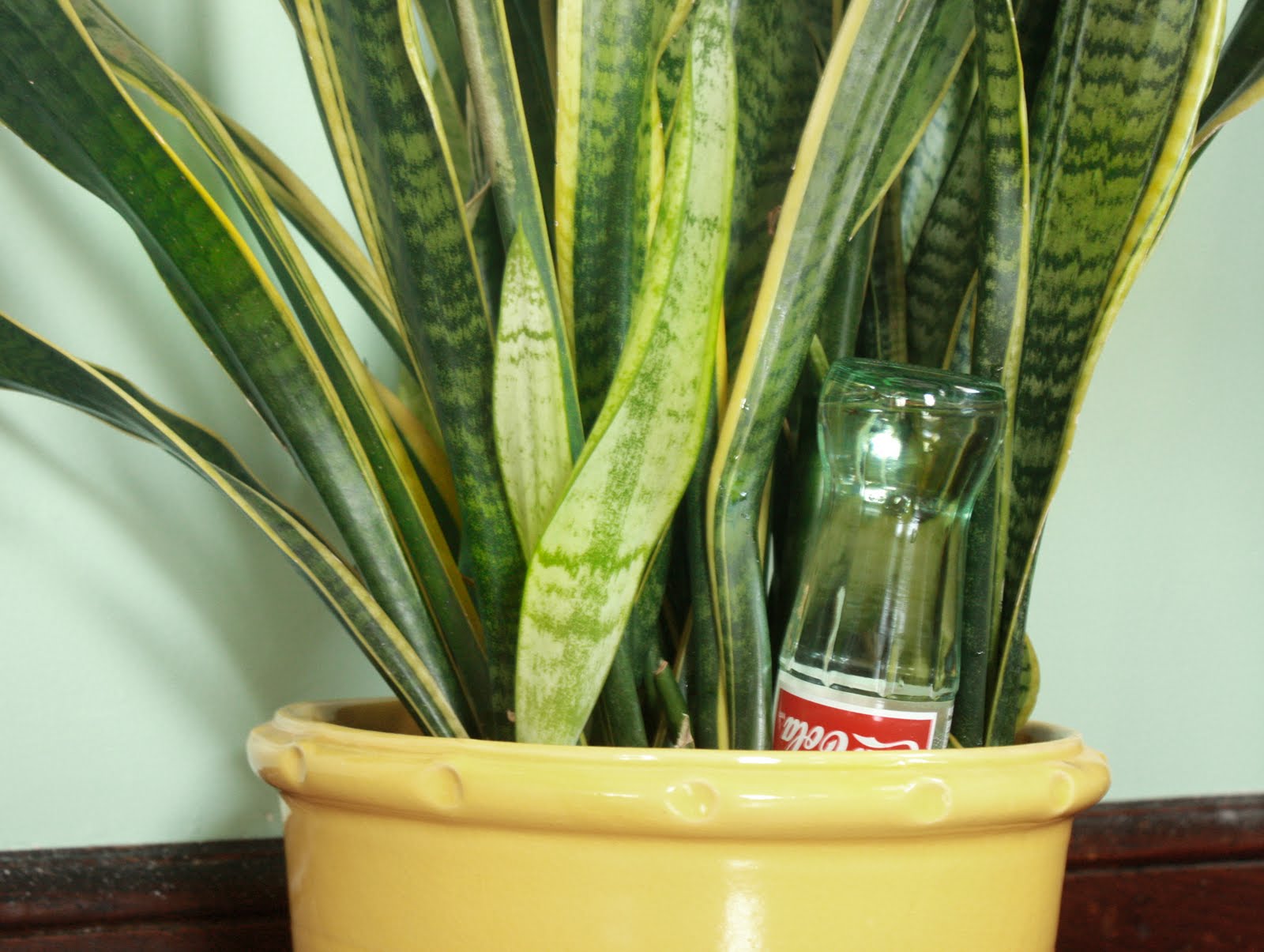 flores del sol DIY recycled glass bottle watering globes