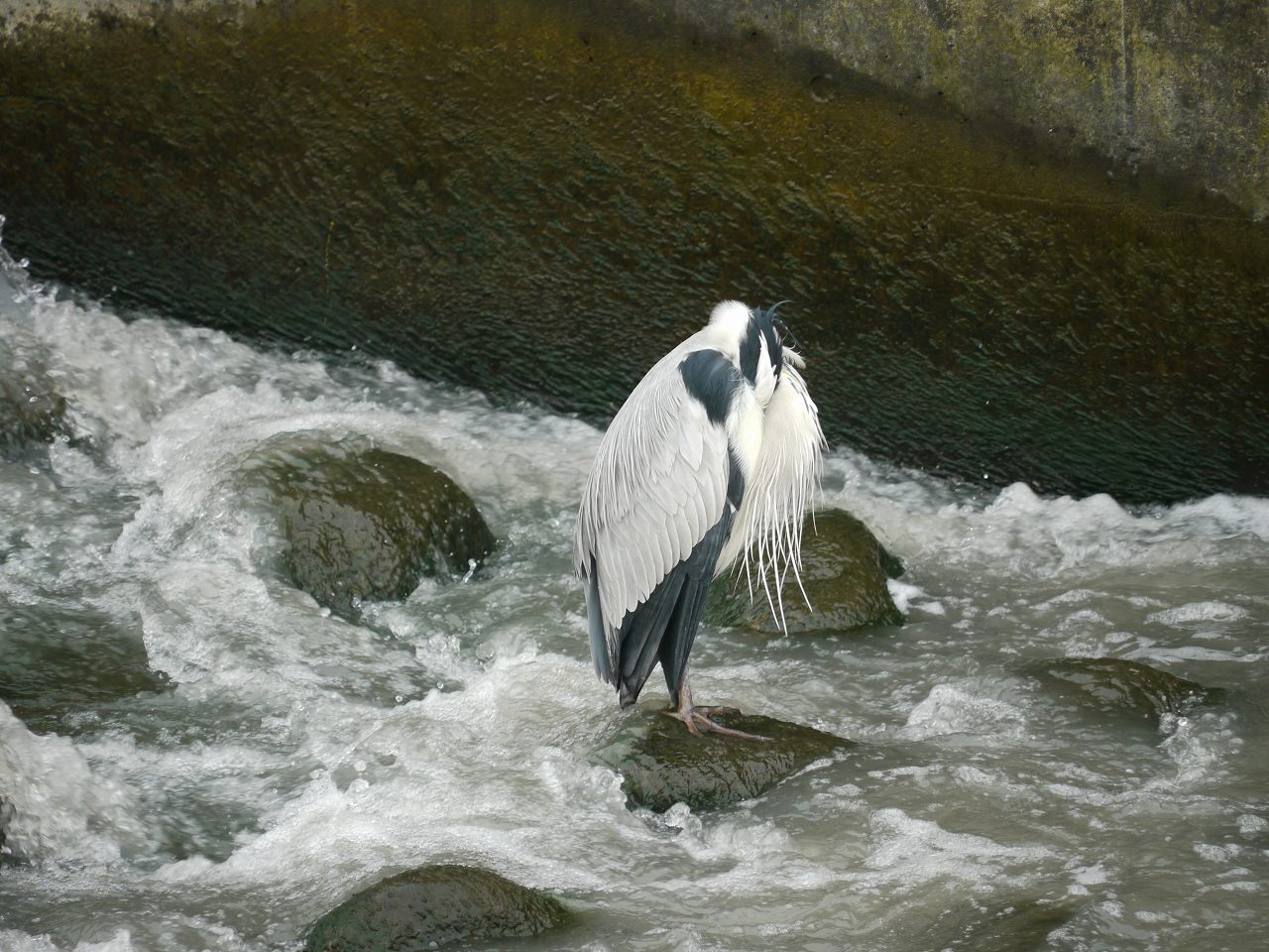 故有事 恐竜の子孫たち