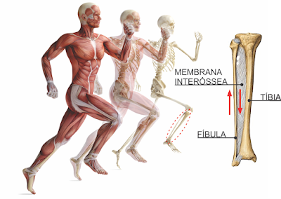 Patologias relacionadas à Tibialgia