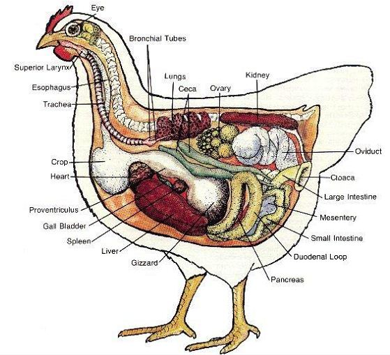 What Does A Hens Vent Look Like at Frances Tseng blog