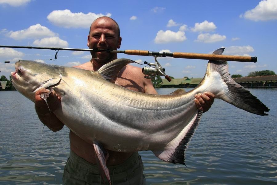 File Pangasius Sanitwongsei Jpg Wikimedia Commons