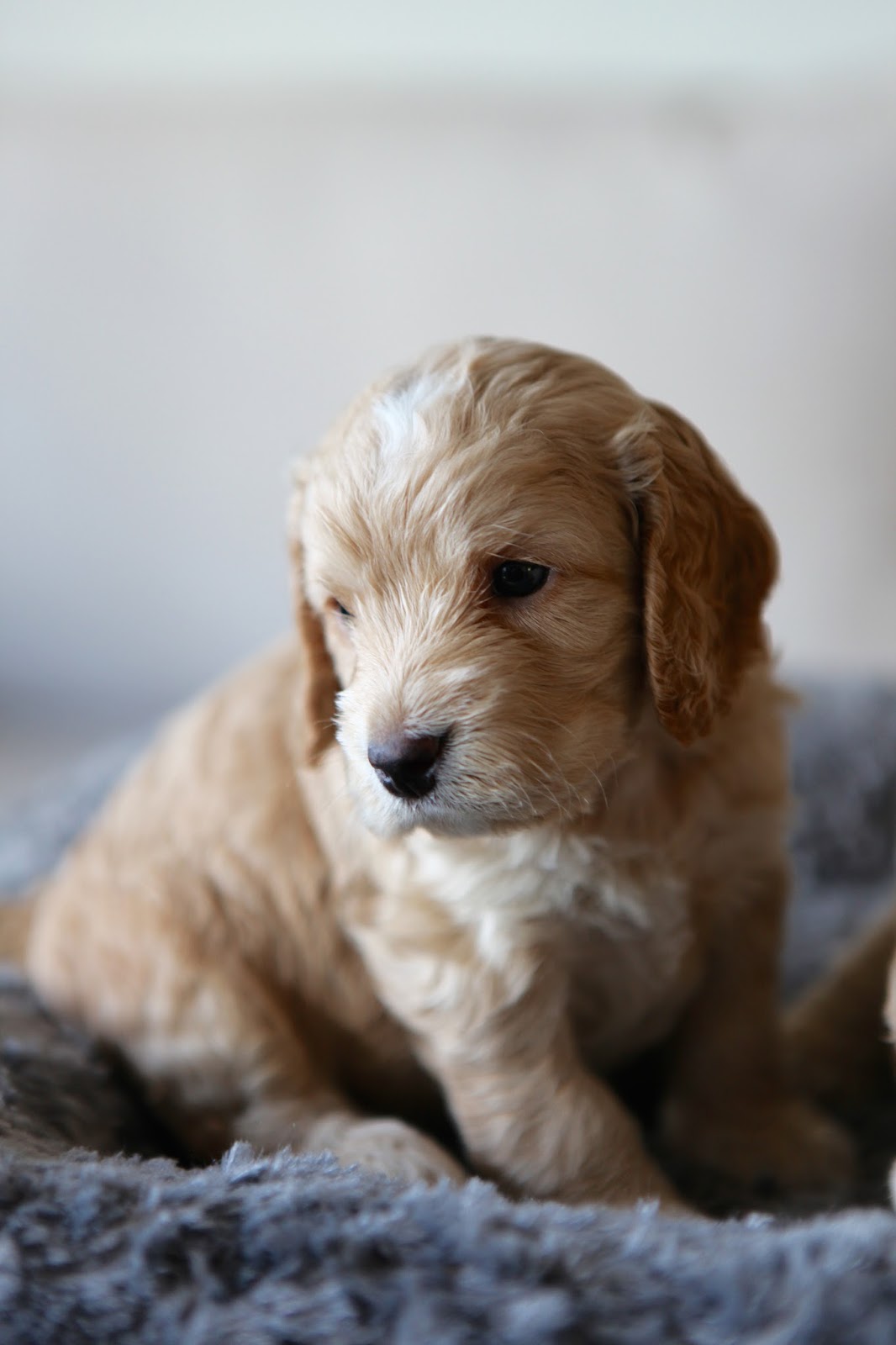 LILLA VILLA VITA Bedårande valpar till salu!