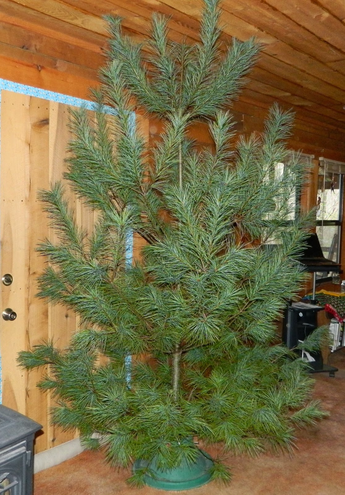 Lise's Log Cabin Life Our Charlie Brown Christmas Tree
