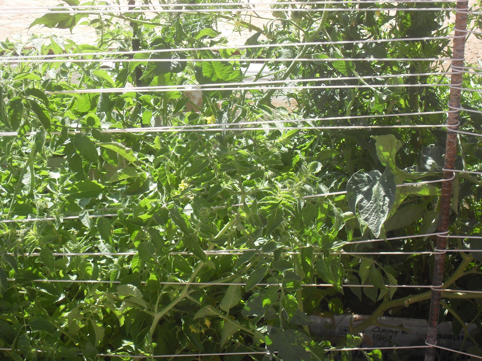 The Scientific Gardener The Florida Weave