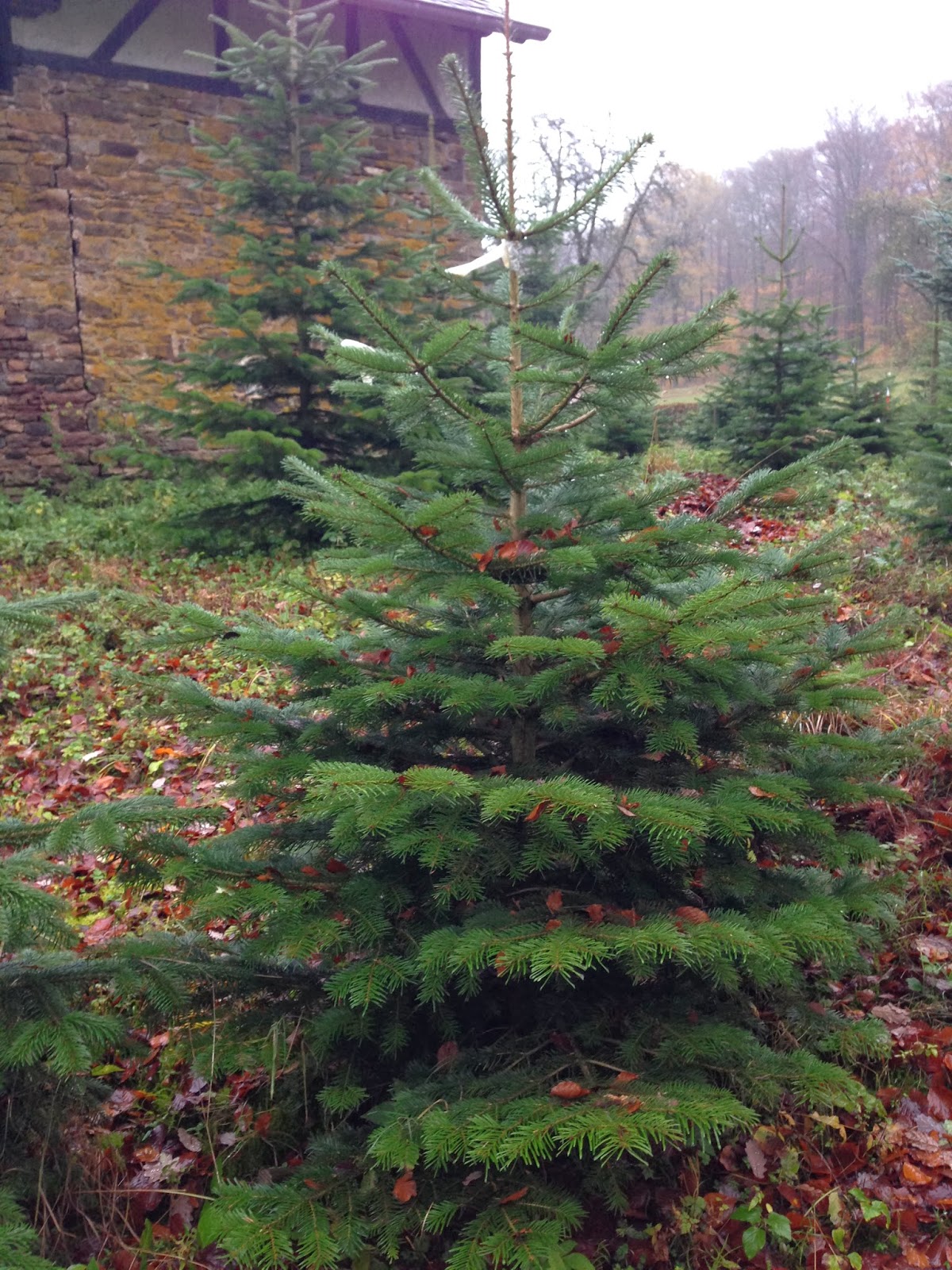 Draussen Weihnachtsbaum