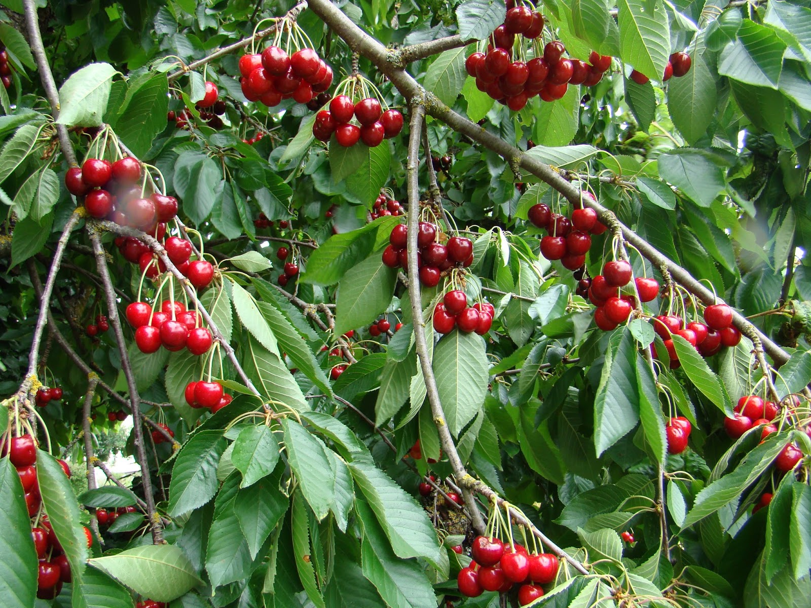 Schlossgassen Geflüster Die Kirschen in Nachbars Garten&hellip;..