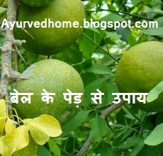 Bel Ke Fal Ka Mahatav,  बेल के फल से चिकित्सक उपाए,  Medical Benefits Eating of Bale Tree Leaves and Fruits 